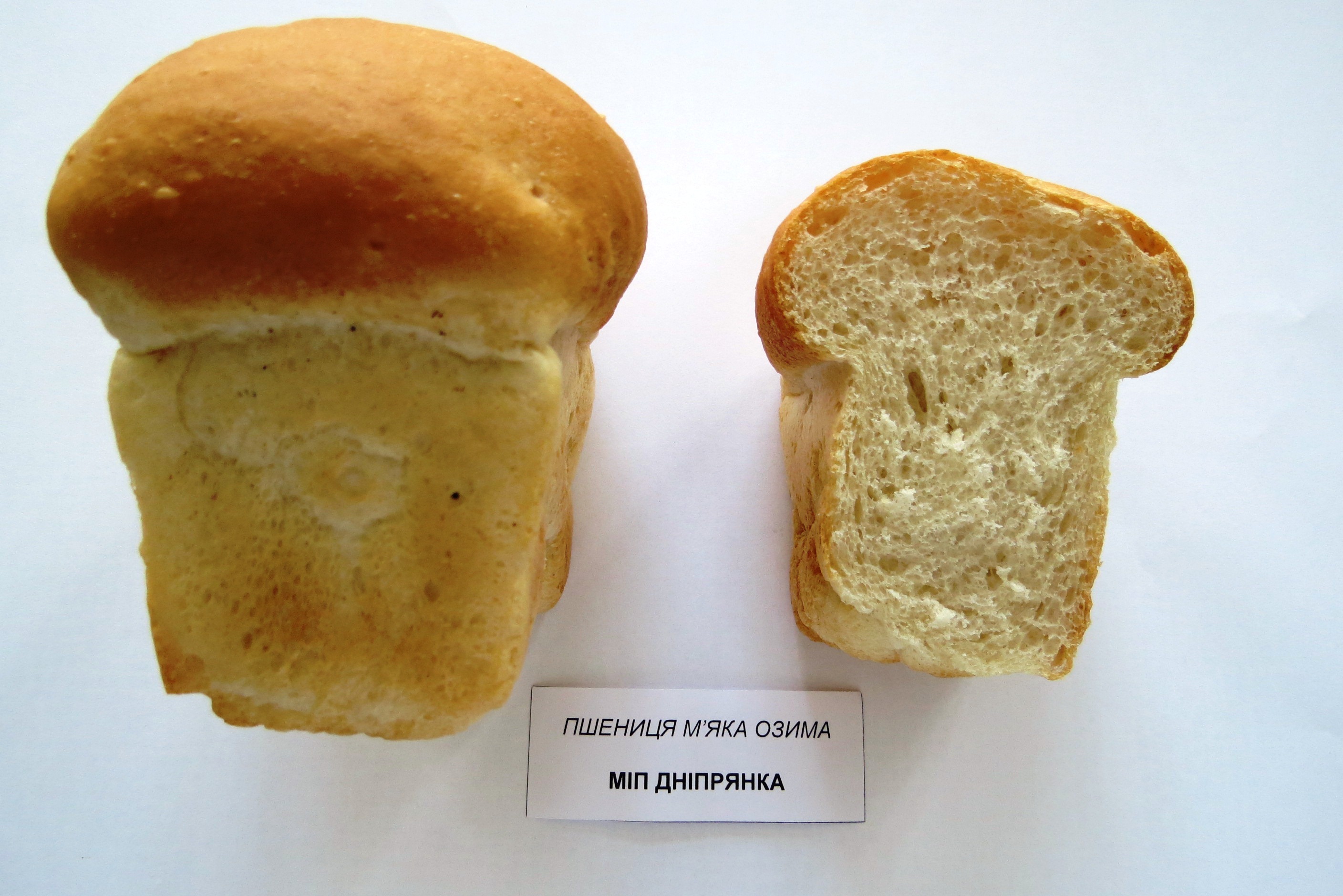 dnipryanka2