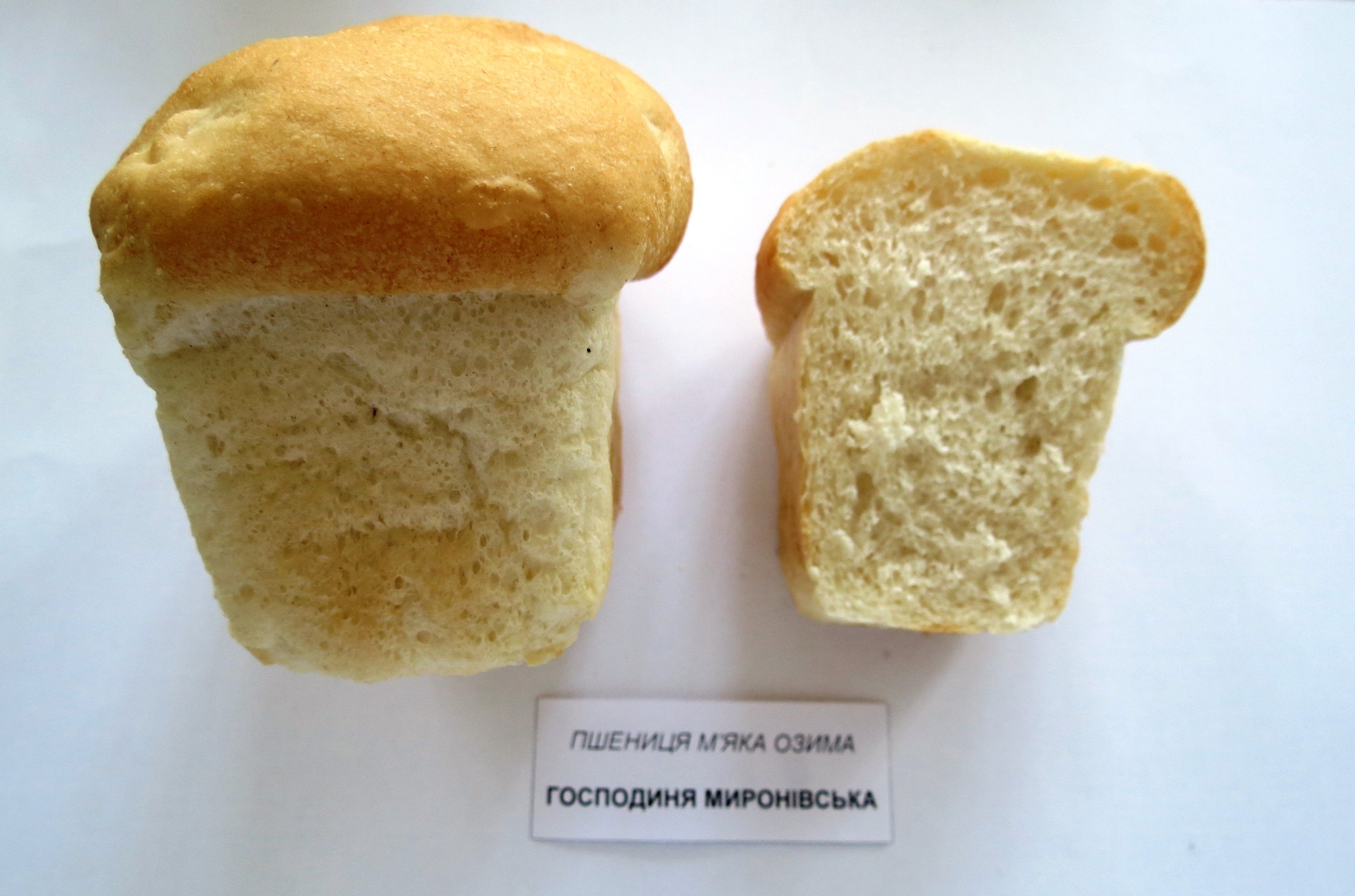 gospodunya2