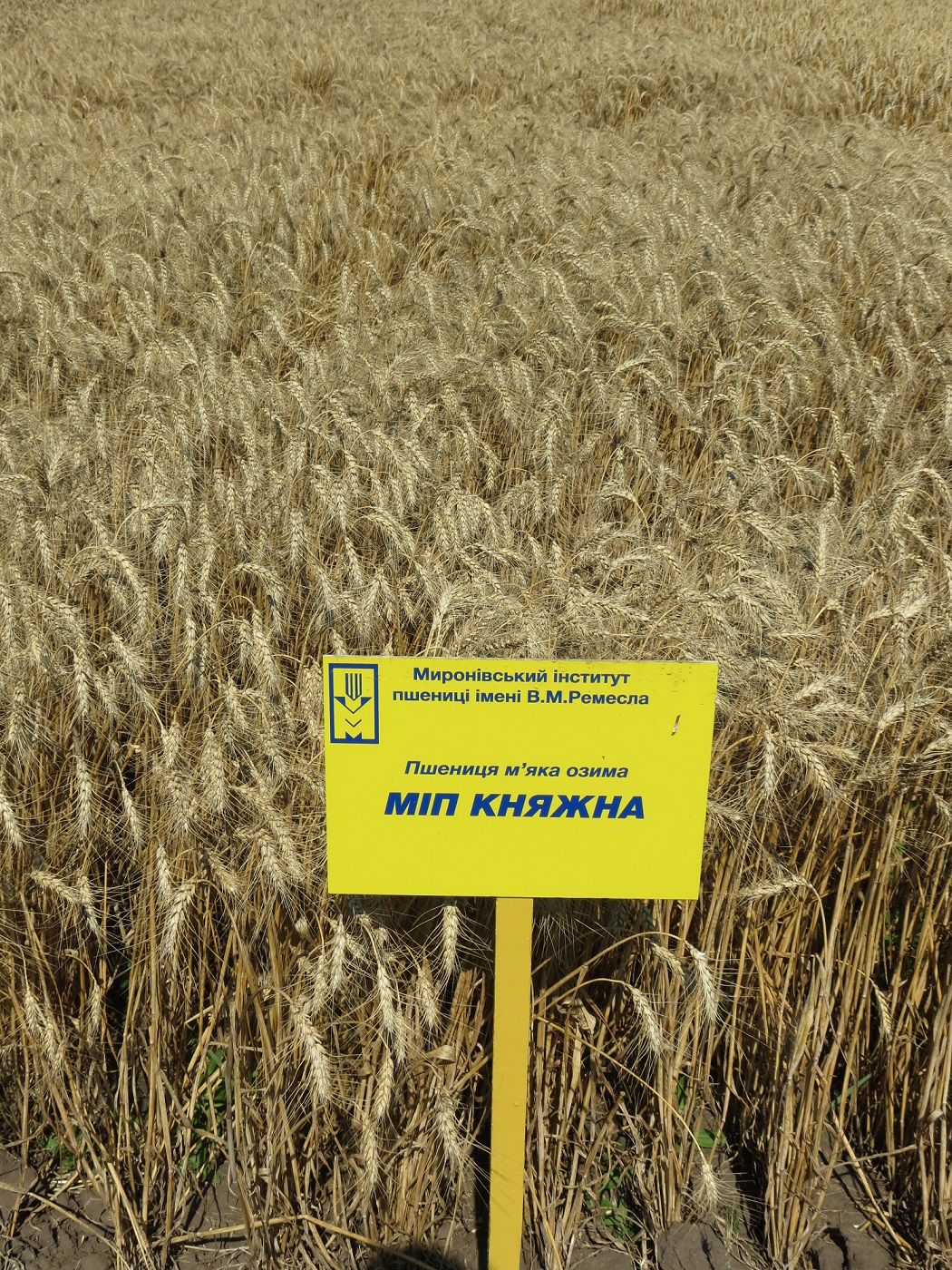knyagna