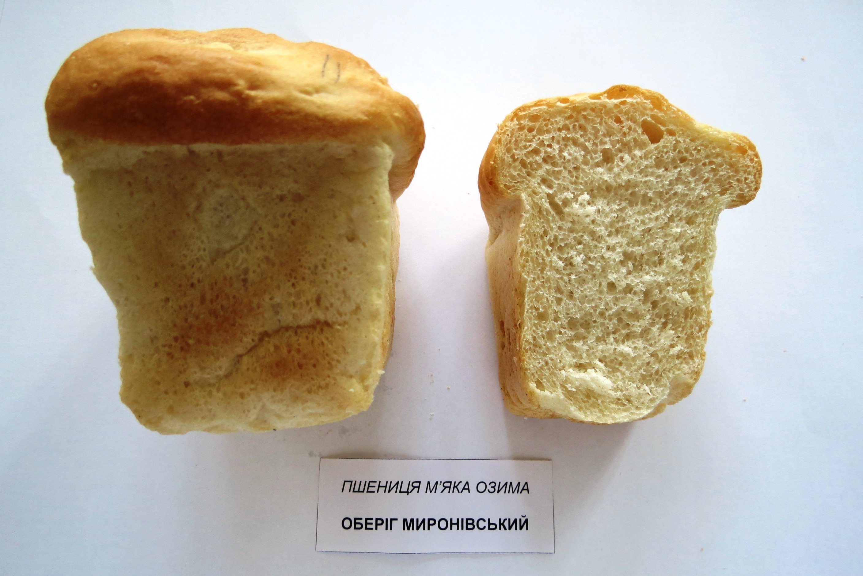 obereg2
