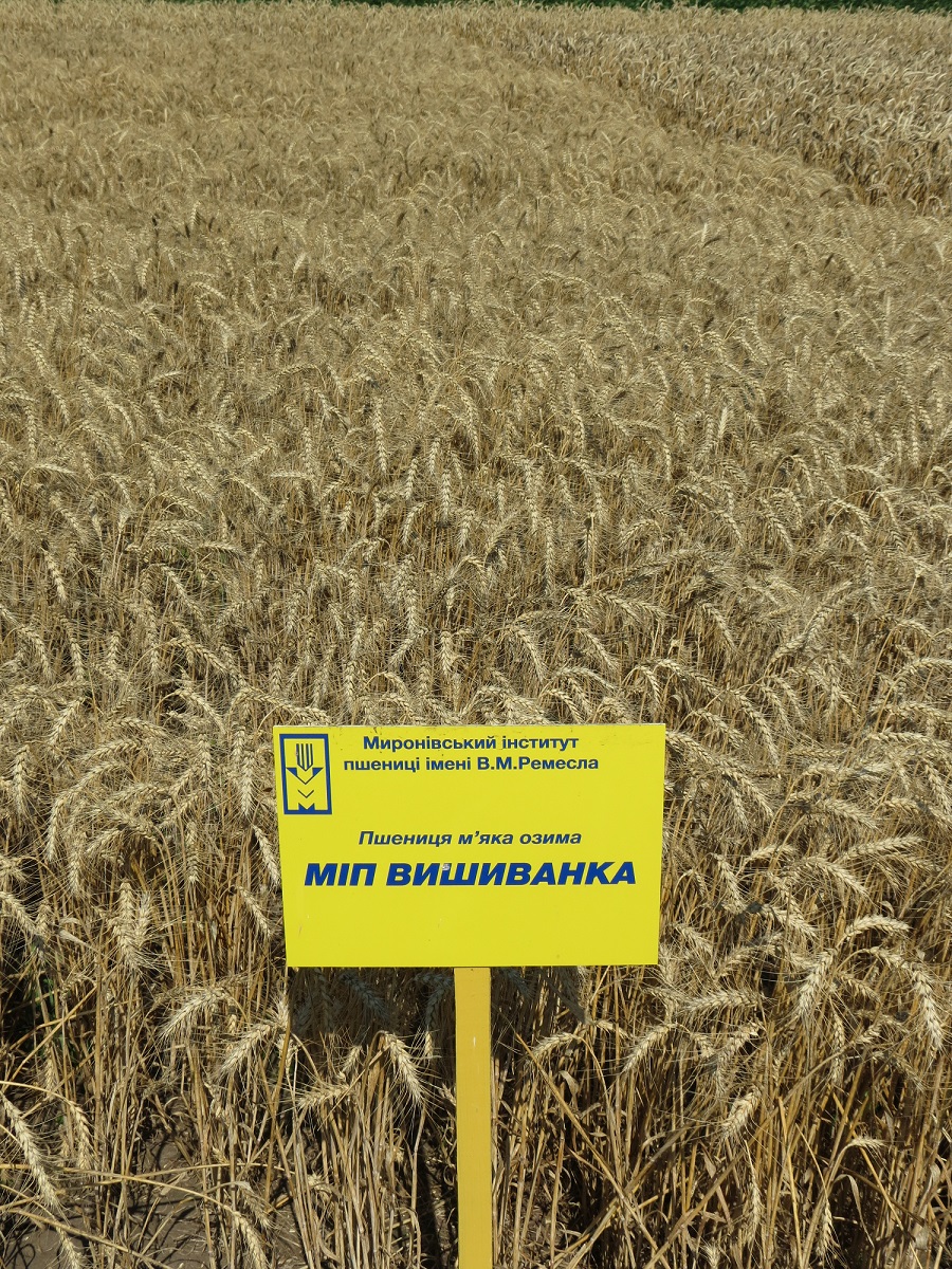 vihivanka