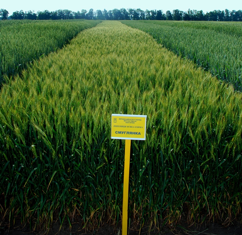 DSC 5391